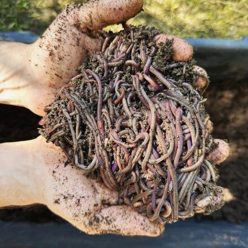 Vermicomposting worm castings